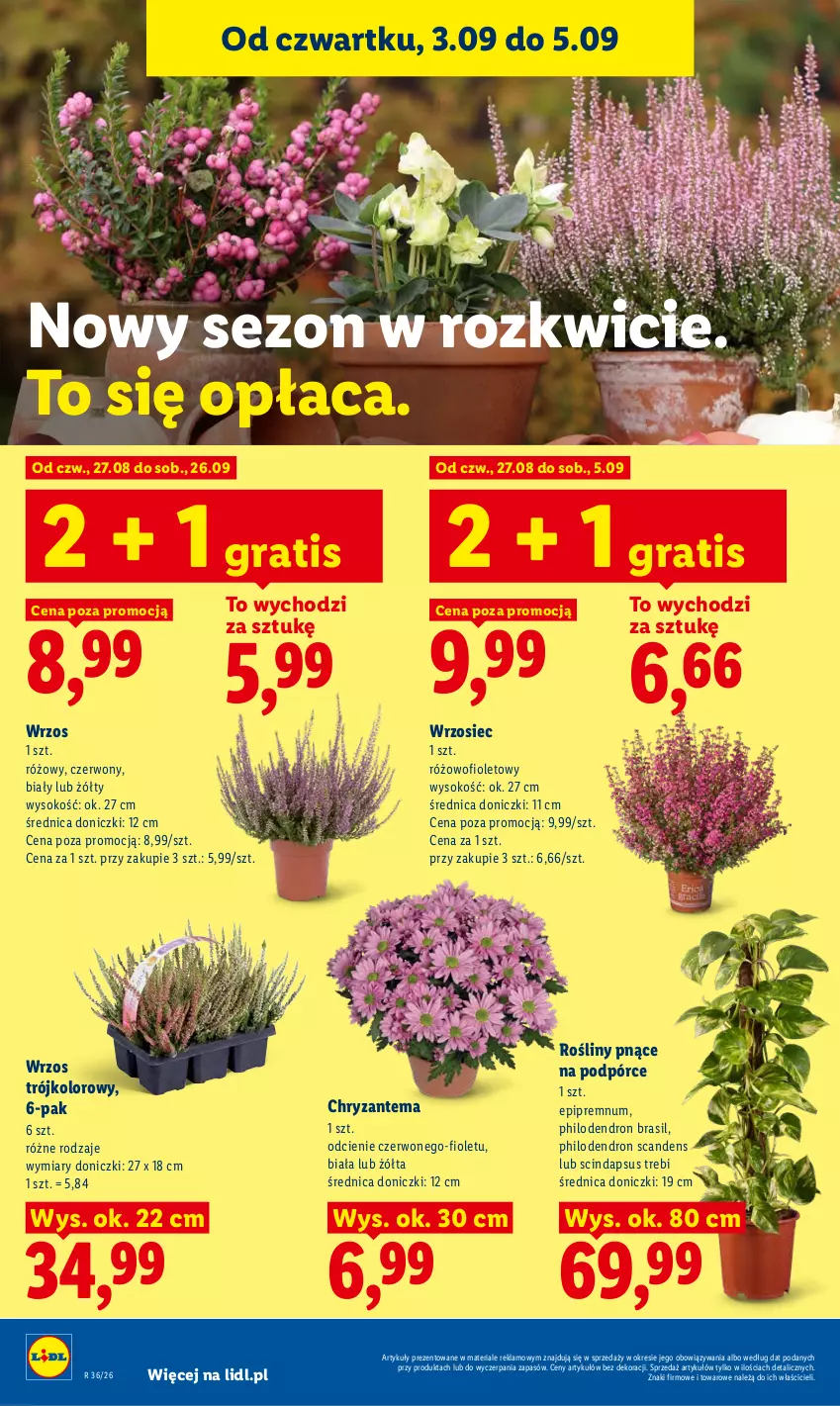 Gazetka promocyjna Lidl - Gazetka ważna od 3.09 do 5.09 - ważna 03.09 do 05.09.2026 - strona 90 - produkty: Chryzantema, Gra, Sok