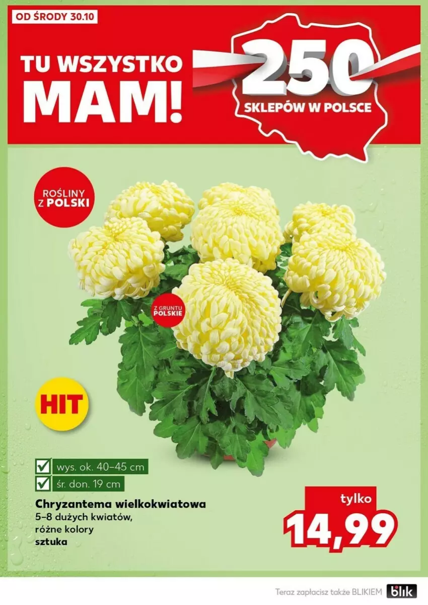 Gazetka promocyjna Kaufland - ważna 04.11 do 06.11.2024 - strona 29 - produkty: Chryzantema