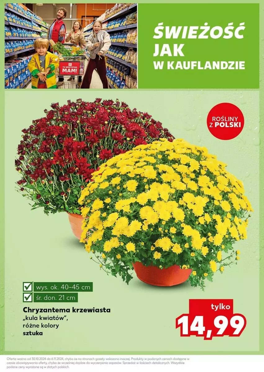 Gazetka promocyjna Kaufland - ważna 04.11 do 06.11.2024 - strona 30 - produkty: Chryzantema