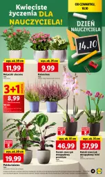 Gazetka promocyjna Lidl - GAZETKA - Gazetka - ważna od 12.10 do 12.10.2024 - strona 47 - produkty: Gra, Kalanchoe, Storczyk