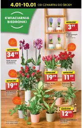 Gazetka promocyjna Biedronka - Od Czwartku - Gazetka - ważna od 10.01 do 10.01.2024 - strona 63 - produkty: Sok, Hiacynt, Tulipan, Róża, Wazon, Storczyk