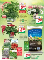 Gazetka promocyjna Dino - Gazetka 22 / 2024 - Gazetka - ważna od 04.06 do 04.06.2024 - strona 50 - produkty: Sok, Lack, Bazyl, Bazylia, Mamba, Mięta