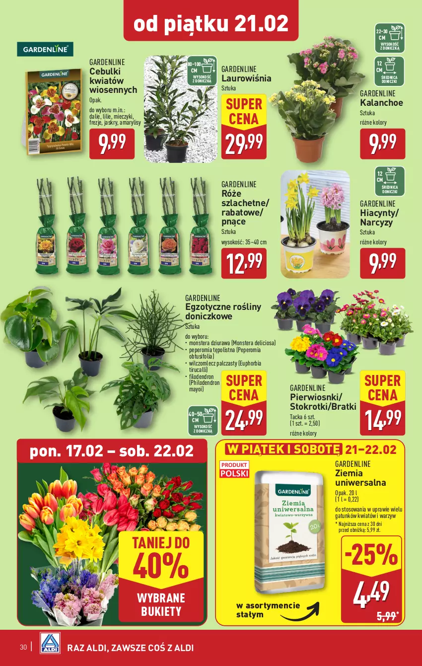 Gazetka promocyjna Aldi - Pełna oferta - ważna 17.02 do 22.02.2025 - strona 30 - produkty: Amarylis, Bukiet, Hiacynt, Kalanchoe, Laur, Miecz, Narcyz, Sok, Tera