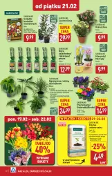 Gazetka promocyjna Aldi - Pełna oferta - Gazetka - ważna od 22.02 do 22.02.2025 - strona 30 - produkty: Sok, Hiacynt, Amarylis, Kalanchoe, Tera, Laur, Bukiet, Narcyz, Miecz