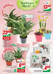 Gazetka promocyjna Dino - Gazetka 5 - Gazetka - ważna od 06.02 do 06.02.2024 - strona 45 - produkty: Sok, Miecz, Fa