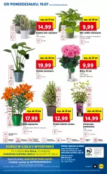 Gazetka promocyjna Lidl - GAZETKA - Gazetka - ważna od 21.07 do 21.07.2021 - strona 55 - produkty: Gry, Kaktus, Cień, O nas, Tera, , Mola, Bukiet, Sukulent