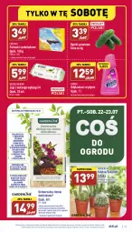 Gazetka promocyjna Aldi - Pełny katalog - Gazetka - ważna od 23.07 do 23.07.2022 - strona 27 - produkty: Jaja, Kaktus, Odplamiacz, Vanish, Grunt, Sukulent, Jaja z wolnego wybiegu