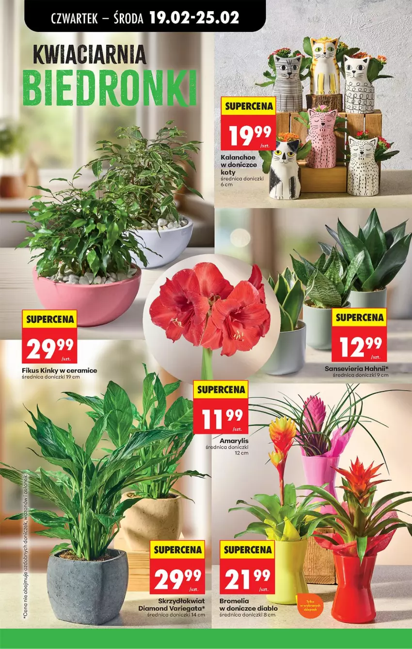 Gazetka promocyjna Biedronka - Od Czwartku - ważna 19.02 do 25.02.2026 - strona 28 - produkty: Amarylis, Bromelia, Fa, Kalanchoe