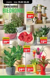 Gazetka promocyjna Biedronka - Od Czwartku - Gazetka - ważna od 25.02 do 25.02.2026 - strona 28 - produkty: Amarylis, Kalanchoe, Bromelia, Fa