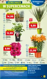 Gazetka promocyjna Lidl - GAZETKA - Gazetka - ważna od 22.07 do 22.07.2023 - strona 87 - produkty: Sok, Por, Gry, Gerber, Kaktus, Cień, O nas, Mola, Bukiet, Sukulent