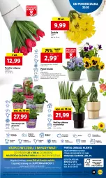 Gazetka promocyjna Lidl - GAZETKA - Gazetka - ważna od 22.03 do 22.03.2023 - strona 63 - produkty: Piwo, Sok, Por, Gry, Tulipan, Cień, O nas, Mola, Bukiet