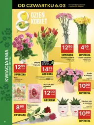 Gazetka promocyjna Delikatesy Centrum - NOWA GAZETKA Delikatesy Centrum od 6 marca! 6-12.03.2025 - Gazetka - ważna od 12.03 do 12.03.2025 - strona 17 - produkty: Rum, Róża, Storczyk, Bukiet, Sukulent