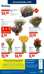 Gazetka promocyjna Lidl - GAZETKA - Gazetka - ważna od 17.09 do 17.09.2025 - strona 61 - produkty: Por, Gra, Gerber, Papier, Tulipan, Portal, Bukiet