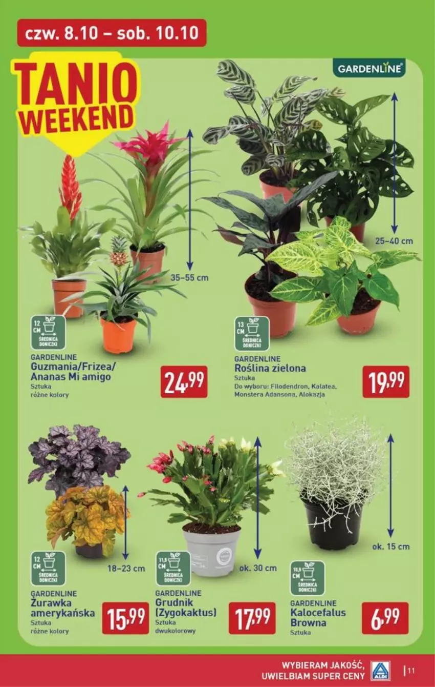 Gazetka promocyjna Aldi - Oferta weekndowa - ważna 08.10 do 10.10.2026 - strona 11 - produkty: Ananas, Fa, Kaktus, Tera