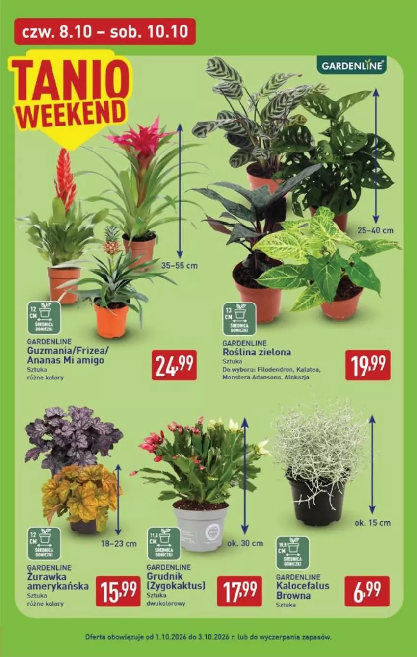 Gazetka promocyjna Aldi - Pełna oferta - ważna 05.10 do 10.10.2026 - strona 39 - produkty: Ananas, Fa, Kaktus, Tera