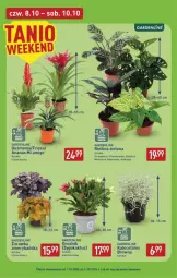 Gazetka promocyjna Aldi - Pełna oferta - Gazetka - ważna od 10.10 do 10.10.2026 - strona 39 - produkty: Kaktus, Ananas, Tera, Fa