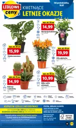Gazetka promocyjna Lidl - GAZETKA - Gazetka - ważna od 20.07 do 20.07.2022 - strona 55 - produkty: Sok, Por, Gry, Kaktus, Cień, O nas, Tera, , Mola, Bukiet, Sukulent