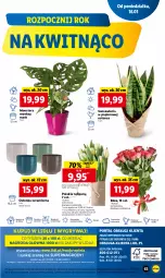 Gazetka promocyjna Lidl - GAZETKA - Gazetka - ważna od 18.01 do 18.01.2023 - strona 69 - produkty: Sok, Gry, Papier, Tulipan, Cień, O nas, Tera, Mola, Bukiet, Osłonka