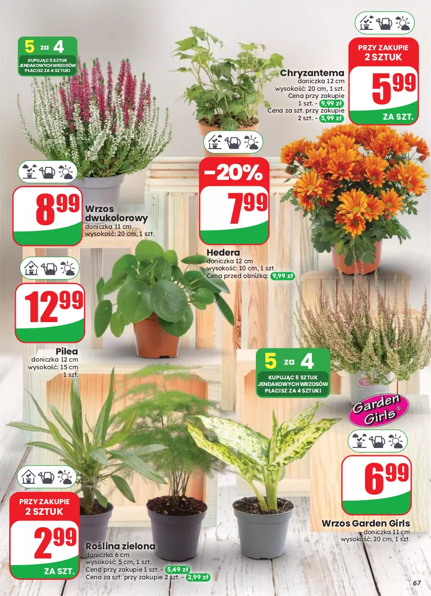 Gazetka promocyjna Dino - Gazetka 33 / 2026 - ważna 12.08 do 18.08.2026 - strona 67 - produkty: Chryzantema, Sok