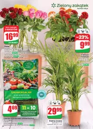 Gazetka promocyjna Dino - Gazetka 33 / 2026 - Gazetka - ważna od 18.08 do 18.08.2026 - strona 66 - produkty: Sok, Palma, Bukiet