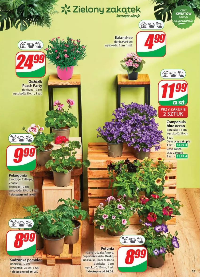 Gazetka promocyjna Dino - ważna 14.05 do 20.05.2025 - strona 51 - produkty: Campanula, Kalanchoe, Lack, Mamba, Sok