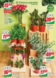 Gazetka promocyjna Dino - Gazetka - ważna od 13.05 do 13.05.2025 - strona 50 - produkty: Sok, Storczyk, Bukiet