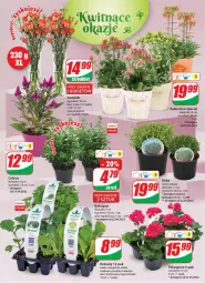 Gazetka promocyjna Dino - Gazetka - Gazetka - ważna od 26.04 do 26.04.2022 - strona 19 - produkty: Sok, Sałata masłowa, Kalanchoe, Sałat, Piast, Bukiet, Masło