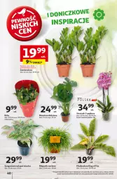 Gazetka promocyjna Auchan - Pewność Niskich Cen Hipermarket - Gazetka - ważna od 09.10 do 09.10.2024 - strona 48 - produkty: Róża, Tera, Storczyk