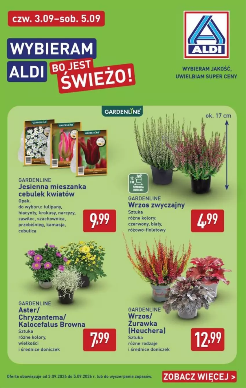 Gazetka promocyjna Aldi - Pełna oferta - ważna 31.08 do 05.09.2026 - strona 38 - produkty: Chryzantema, Fa, Hiacynt, Krokus, Narcyz, Tulipan