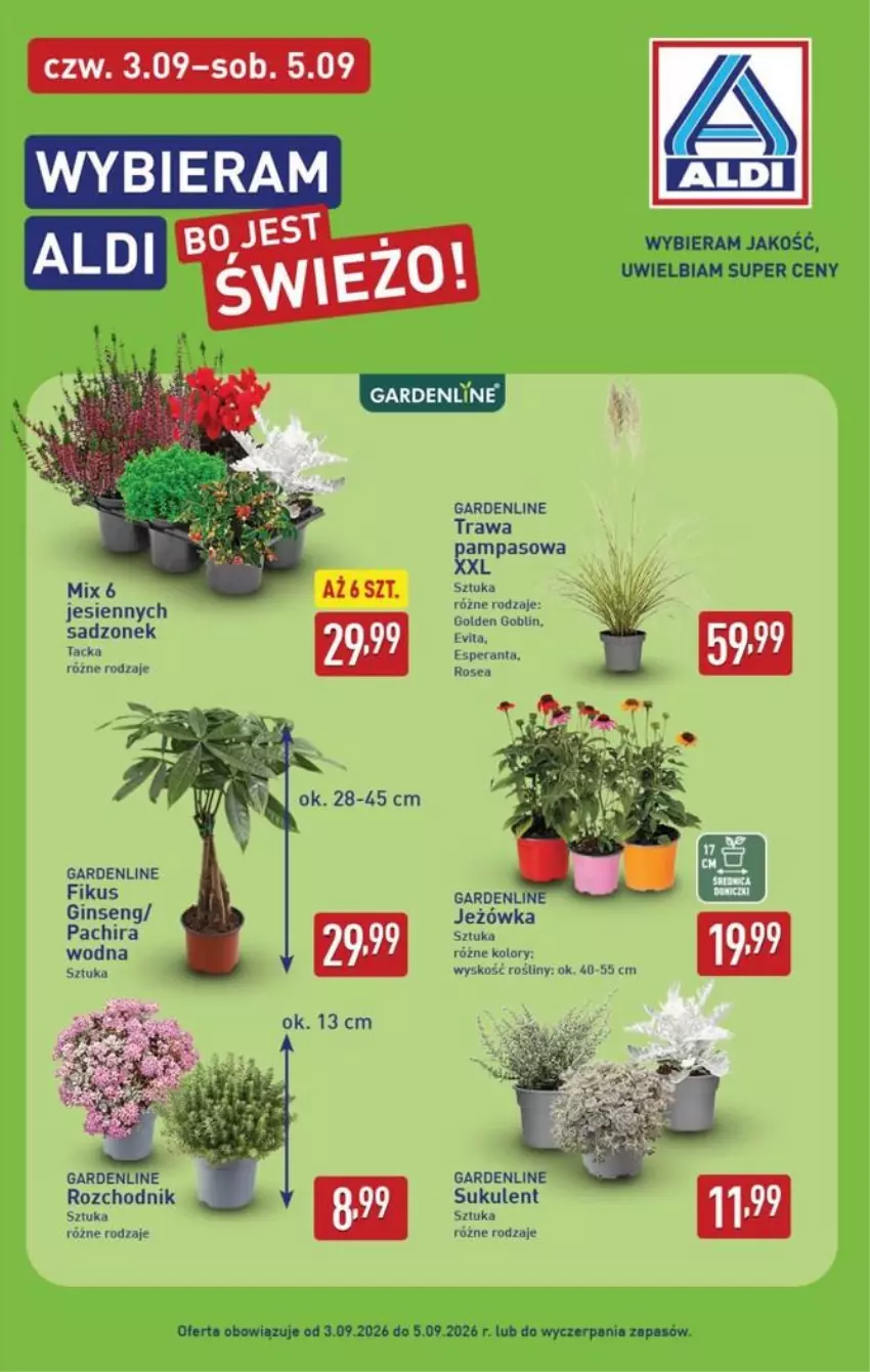 Gazetka promocyjna Aldi - Pełna oferta - ważna 31.08 do 05.09.2026 - strona 39 - produkty: Chodnik, Fa, Gin, Sukulent