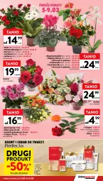 Gazetka promocyjna Intermarche - Gazetka promocyjna - Gazetka - ważna od 11.03 do 11.03.2026 - strona 11 - produkty: Ser, Rum, Gerber, Serum do twarzy, Tulipan, Róża, Chia, Primula, Serum, Storczyk, Bukiet, Narcyz