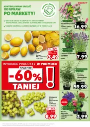Gazetka promocyjna Kaufland - Kaufland - Gazetka - ważna od 03.07 do 03.07.2024 - strona 9 - produkty: Por, Cytryny, Parasol, Tran, Winogrona, Sport, Aksam, Wino