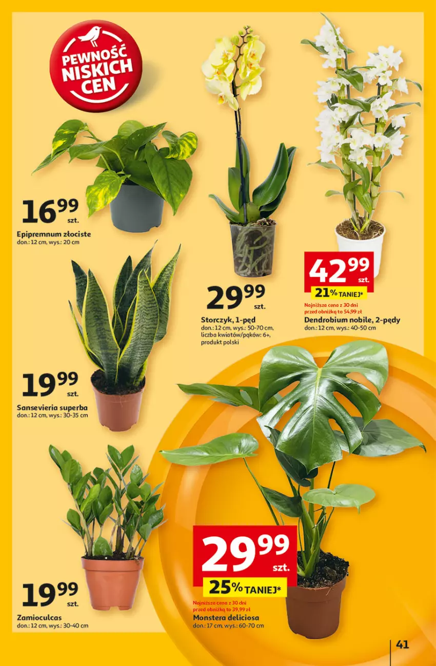 Gazetka promocyjna Auchan - Pewność Niskich Cen Hipermarket - ważna 27.02 do 05.03.2025 - strona 49 - produkty: Storczyk, Tera