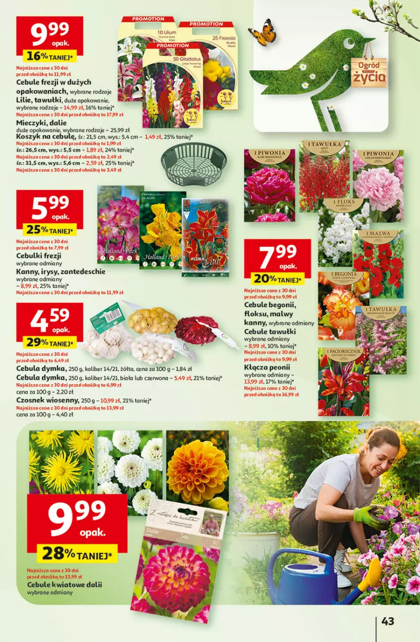 Gazetka promocyjna Auchan - Pewność Niskich Cen Hipermarket - ważna 27.02 do 05.03.2025 - strona 51 - produkty: Cebula, Czosnek, Gra, Kosz, Miecz, Piwo