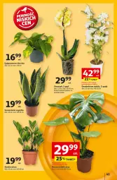 Gazetka promocyjna Auchan - Pewność Niskich Cen Hipermarket - Gazetka - ważna od 05.03 do 05.03.2025 - strona 49 - produkty: Tera, Storczyk