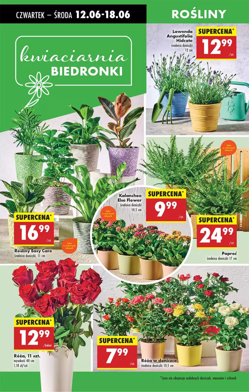 Gazetka promocyjna Biedronka - Od Czwartku - ważna 12.06 do 18.06.2025 - strona 64 - produkty: Kalanchoe, Róża, Sok, Wazon