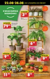 Gazetka promocyjna Biedronka - Od Czwartku - Gazetka - ważna od 28.08 do 28.08.2024 - strona 13 - produkty: Cyklamen, Tera, Sukulent