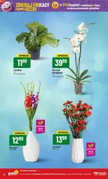 Gazetka promocyjna PoloMarket - Gazetka - ważna od 30.07 do 30.07.2024 - strona 26 - produkty: Storczyk, Miecz