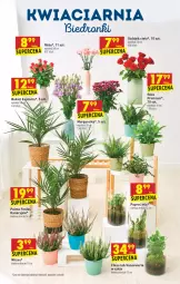 Gazetka promocyjna Biedronka - W tym tygodniu - Gazetka - ważna od 25.08 do 25.08.2021 - strona 61 - produkty: Sok, Róża, Palma, Bukiet