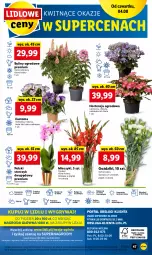 Gazetka promocyjna Lidl - GAZETKA - Gazetka - ważna od 06.08 do 06.08.2022 - strona 47 - produkty: Sok, Por, Gry, Cień, O nas, Storczyk, Mola, Bukiet, Miecz