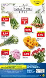 Gazetka promocyjna Lidl - GAZETKA - Gazetka - ważna od 04.06 do 04.06.2022 - strona 47 - produkty: Piwo, Gry, Gerber, Tulipan, Mola