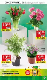 Gazetka promocyjna Delikatesy Centrum - NOWA GAZETKA Delikatesy Centrum od 29 lutego! 29.02-6.03.2024 - Gazetka - ważna od 06.03 do 06.03.2024 - strona 18 - produkty: Sok, Tulipan, Tera, Bukiet