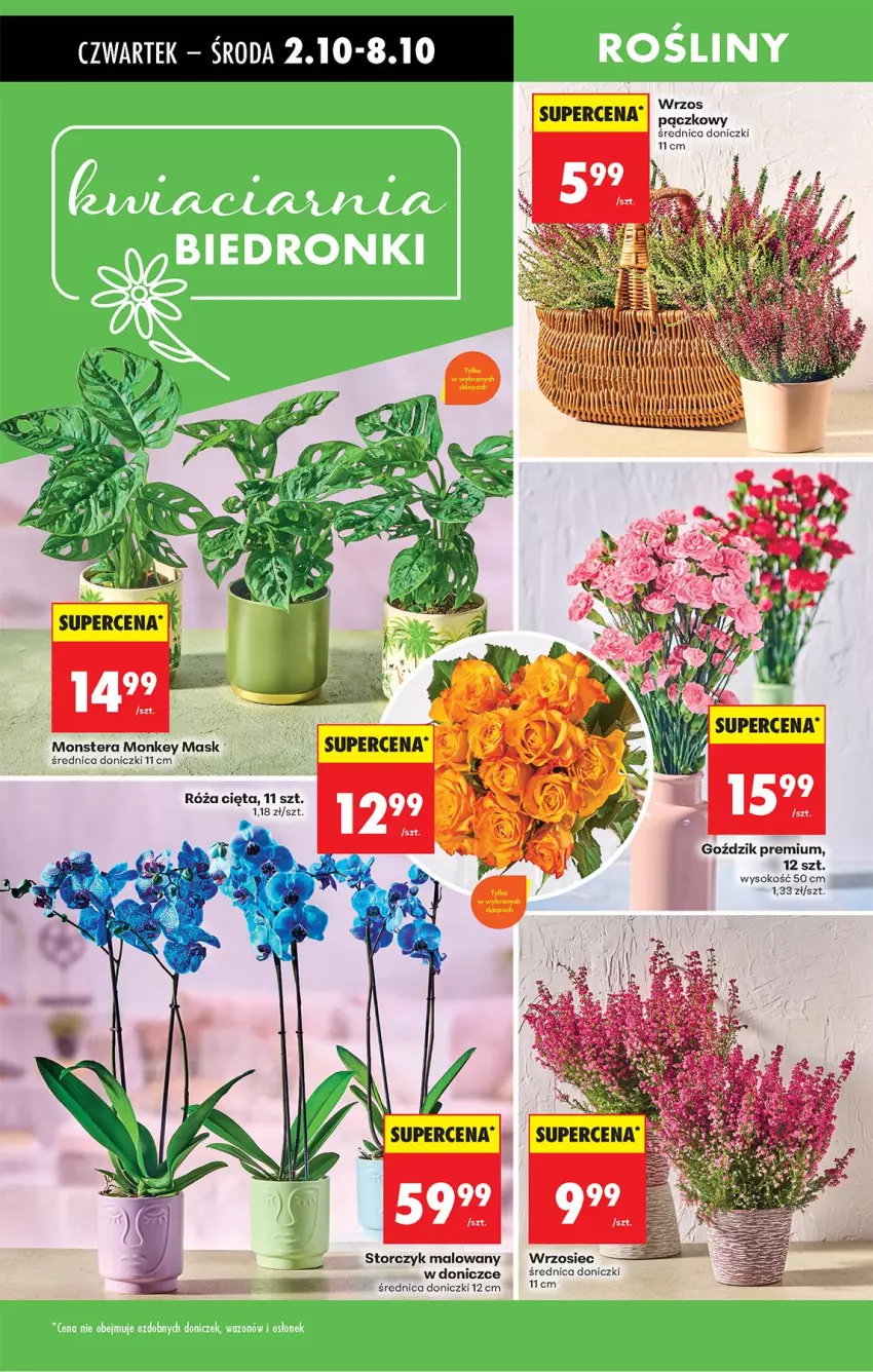 Gazetka promocyjna Biedronka - Od Czwartku - ważna 02.10 do 08.10.2025 - strona 73 - produkty: Róża, Ser, Sok, Storczyk, Tera