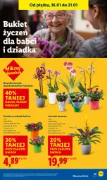 Gazetka promocyjna Lidl - GAZETKA - Gazetka - ważna od 17.01 do 17.01.2026 - strona 59 - produkty: Sok, Prymula, Cynk, Kalanchoe, Storczyk, Bukiet