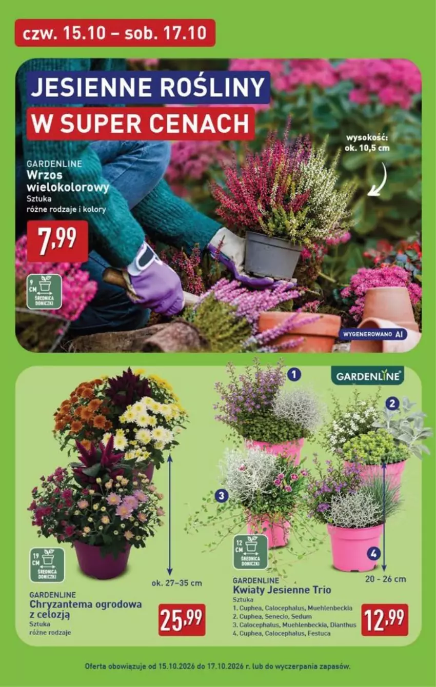 Gazetka promocyjna Aldi - Pełna oferta - ważna 12.10 do 17.10.2026 - strona 44 - produkty: Chryzantema, Fa