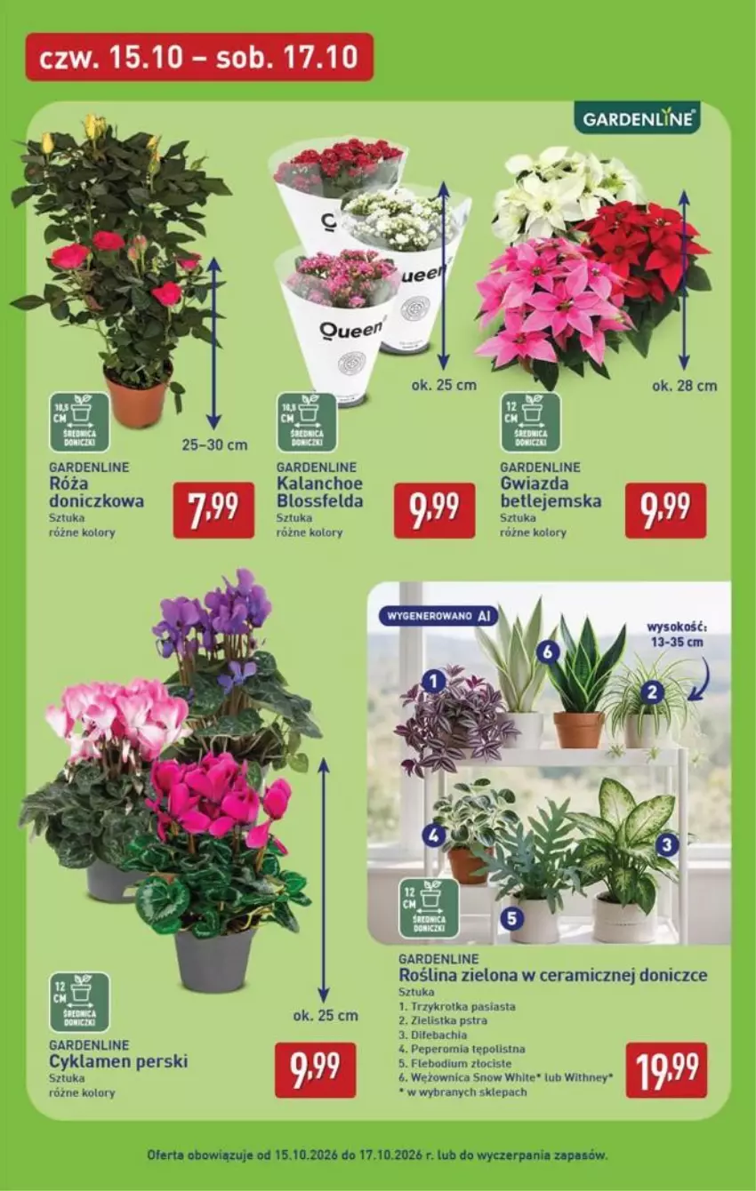 Gazetka promocyjna Aldi - Pełna oferta - ważna 12.10 do 17.10.2026 - strona 45 - produkty: Cyklamen, Gwiazda, Kalanchoe, Róża, Sok
