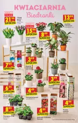 Gazetka promocyjna Biedronka - W tym tygodniu - Gazetka - ważna od 28.04 do 28.04.2021 - strona 61 - produkty: Sok, Tulipan, Róża, Bukiet