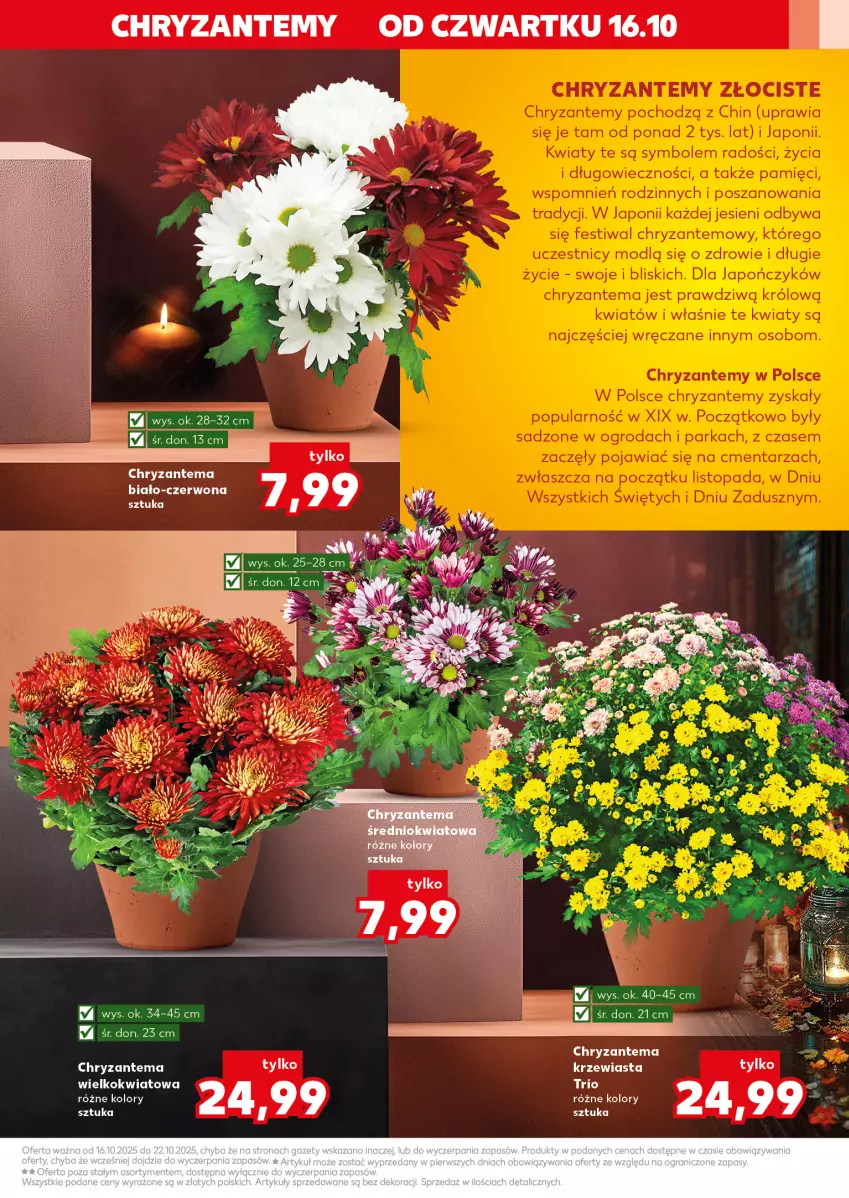 Gazetka promocyjna Kaufland - Kaufland - ważna 16.10 do 22.10.2025 - strona 3 - produkty: Chryzantema