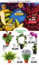 Gazetka promocyjna Netto - Gazetka spożywcza - Gazetka - ważna od 18.06 do 18.06.2022 - strona 5 - produkty: Storczyk