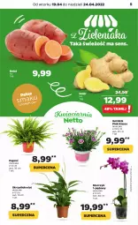 Gazetka promocyjna Netto - Gazetka spożywcza - Gazetka - ważna od 24.04 do 24.04.2022 - strona 5 - produkty: Storczyk, Imbir